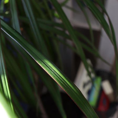 Center Apartment Dunja スボティツァ エクステリア 写真
